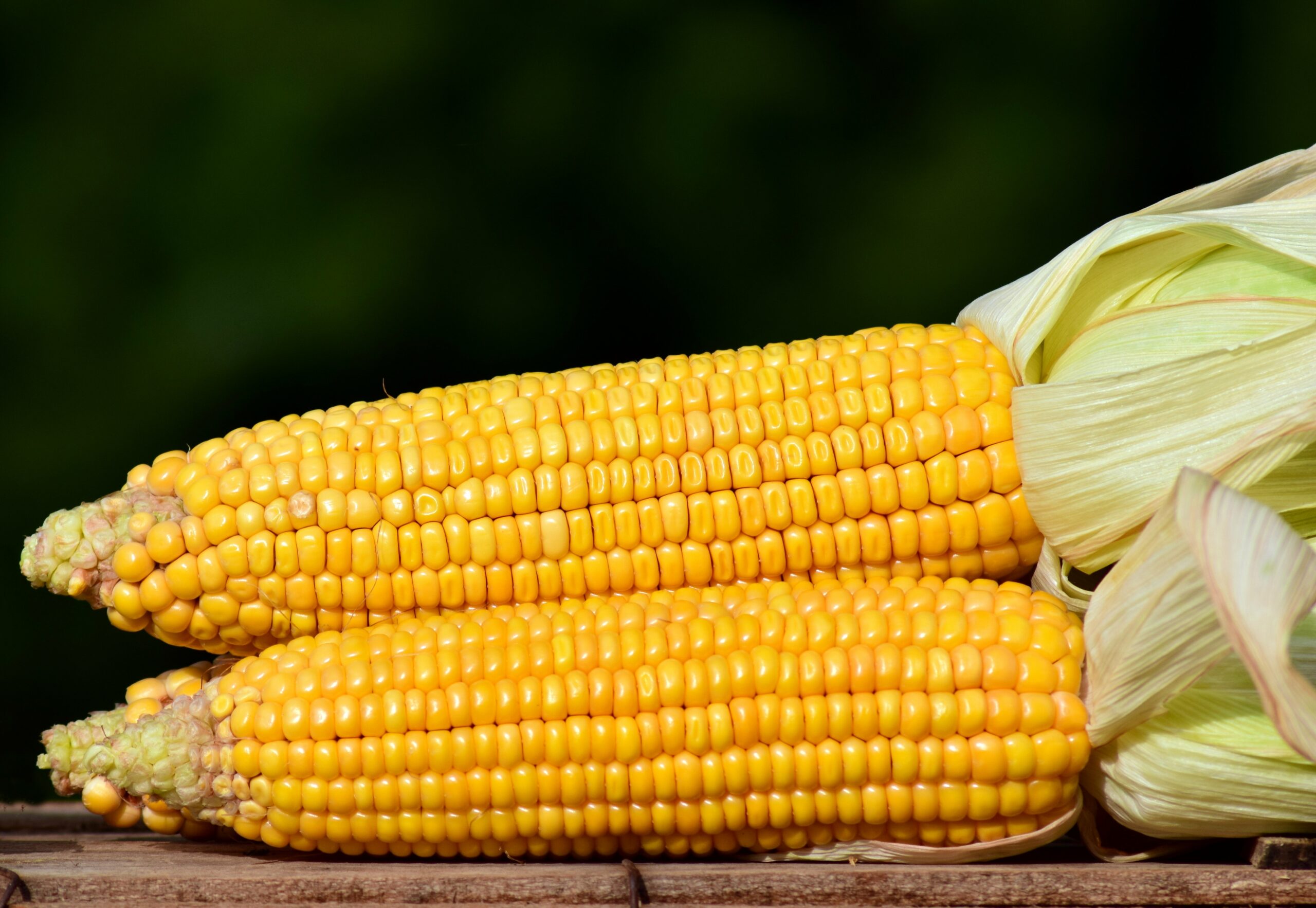 2 corn on the cobs stacked